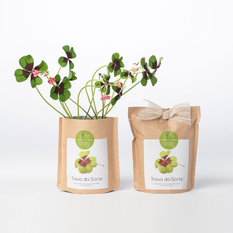 Grow Bag Trevo da Sorte - Good luck clover