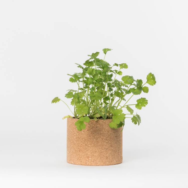 	Grow your coriander in this cork pot