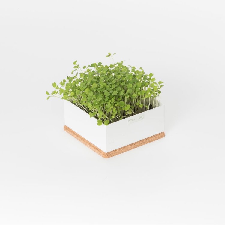 Grow microgreens of rocket